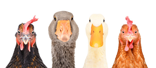 Closeup portrait of poultry isolated on white background