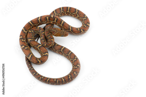 The yellow red rat snake isolated on white background photo