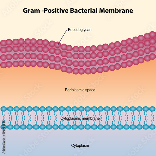 Gram-Positive Bacterial Membrane Illustrated Diagram photo