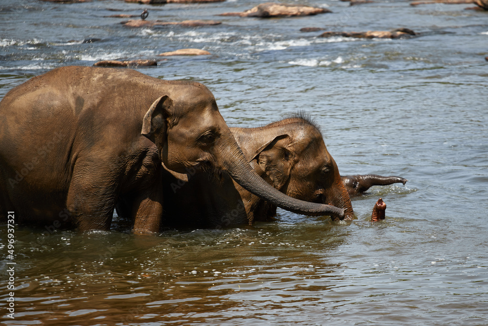 A herd of elephants at a watering hole, a family of elephants is bathing A herd of elephants at a watering hole, a family of elephants is bathing