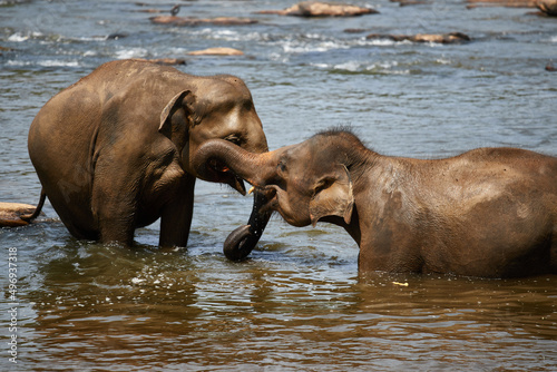 A herd of elephants at a watering hole, a family of elephants is bathing