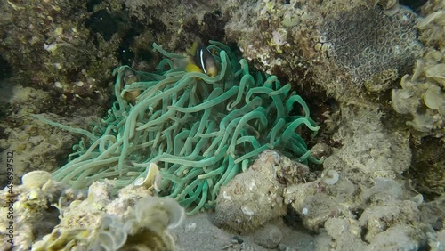 Clownfish in fluorescent anemone. Red Sea Anemonefish or Threebanded Anemonefish - Amphiprion bicinctus. Red sea, Egypt photo