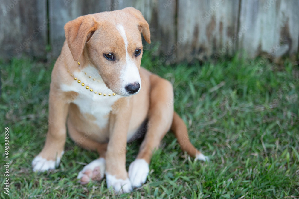 Lab mix puppies, cute puppies, puppies at play Lab mix puppies, cute puppies, puppies at play