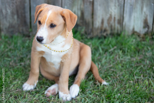 Lab mix puppies, cute puppies, puppies at play © Anna