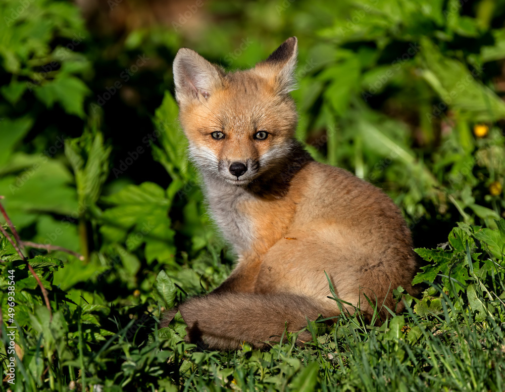 Red Fox kit enjoying the morning sun.