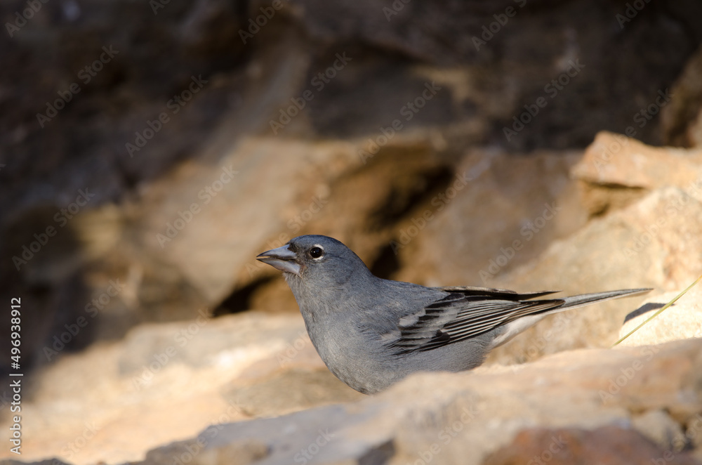 Tenerife blue chaffinch Fringilla teydea. Male drinking water. Las Lajas. Vilaflor. Corona Forestal Natural Park. Tenerife. Canary Islands. Spain. Tenerife blue chaffinch Fringilla teydea. Male drinking water. Las Lajas. Vilaflor. Corona Forestal Natural Park. Tenerife. Canary Islands. Spain.