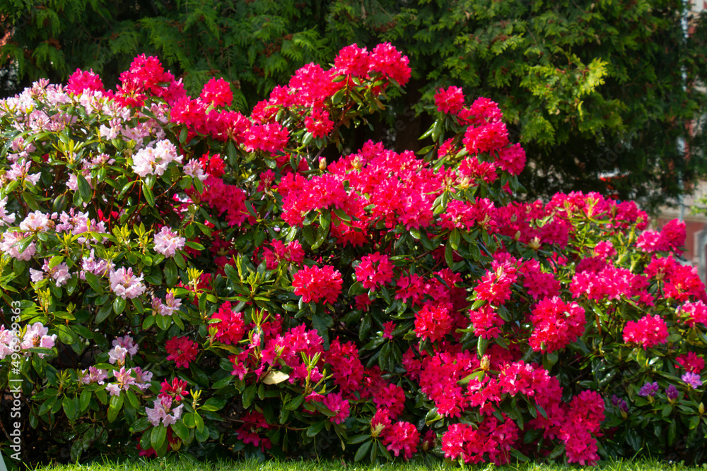 Large bushes of blooming white and red rhododendron in a spring garden in Europe.