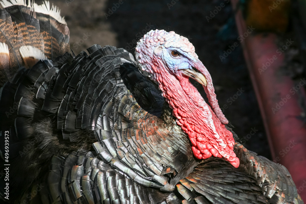 Obraz premium Turkey on the farm, breeding turkeys. Portrait of a gray turkey. A flock of turkeys on a farm. A turkey raised in a pasture on a farm.