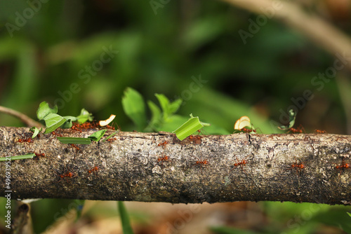 Leaf-Cutter Ant, atta sp., Adult carrying Leaf Segment to Anthill, Costa Rica photo
