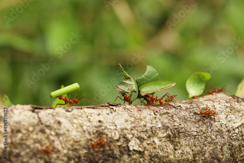 Leaf-Cutter Ant, atta sp., Adult carrying Leaf Segment to Anthill, Costa Rica © sci