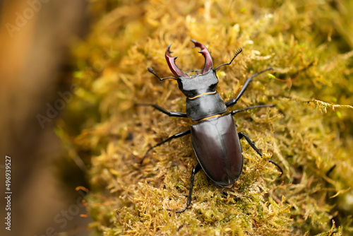 Obraz na płótnie Male stag beetle, Lucanus cervus, with enlarge mandible on mossy tree, largest beetle in Europe w salonie