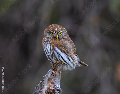 Portrait of a Northern Pygmy-owl