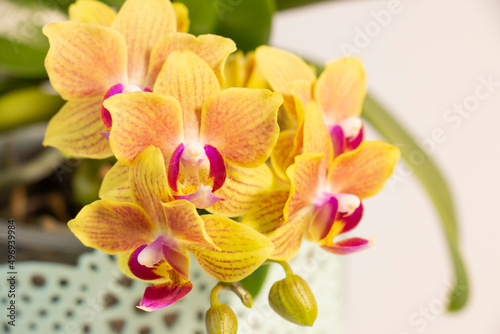 Beautiful phalaenopsis orchid flowers in a light green pot on a white background.