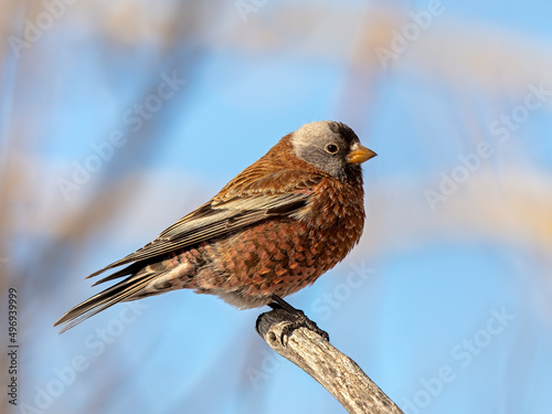 Gray-crowned Rosy-Finch perching