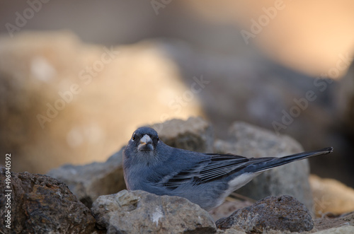 Tenerife blue chaffinch Fringilla teydea. Male drinking water. Las Lajas. Vilaflor. Corona Forestal Natural Park. Tenerife. Canary Islands. Spain. photo