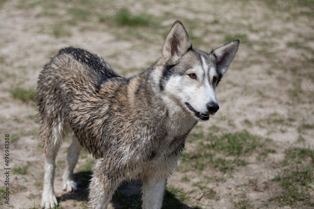 Fototapeta premium Husky Wolf hybrid dog at a lake dog park