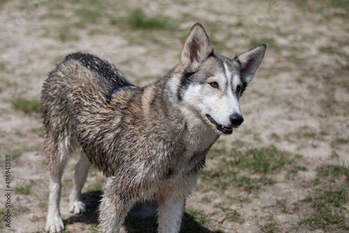 Husky Wolf hybrid dog at a lake dog park © Anna