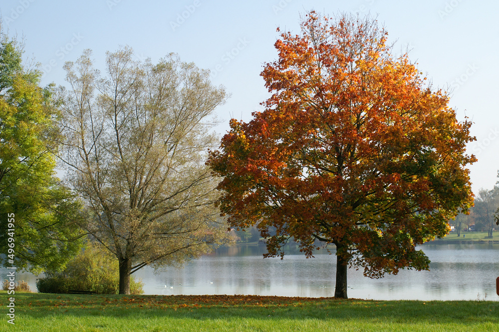 Naklejka premium Idyllic park landscape at Langwieder Lake in Munich