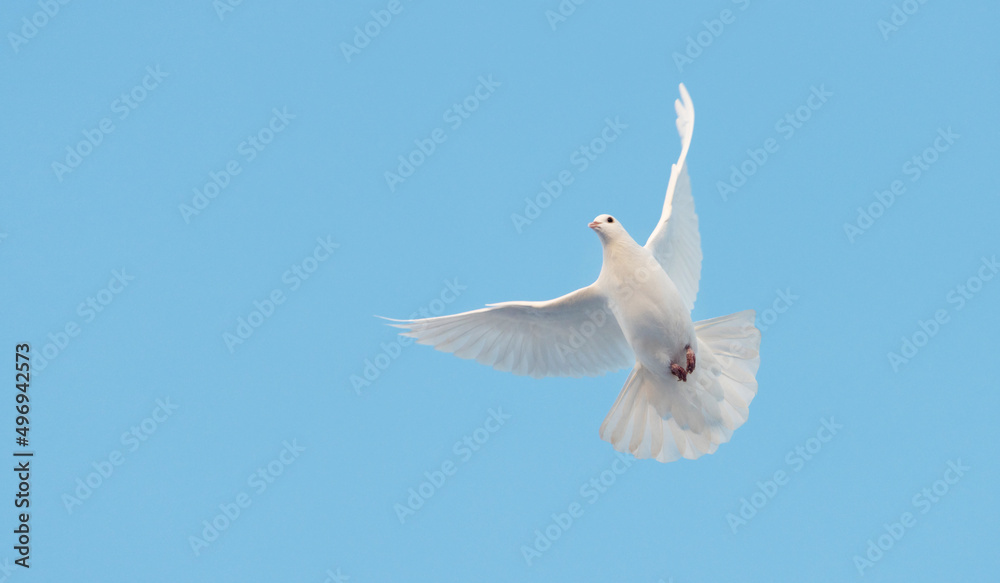 white dove of peace flies on the blue sky white dove of peace flies on the blue sky