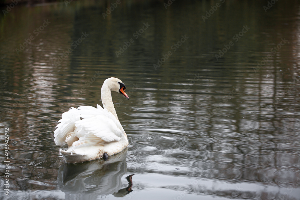 Fototapeta premium swan on the water
