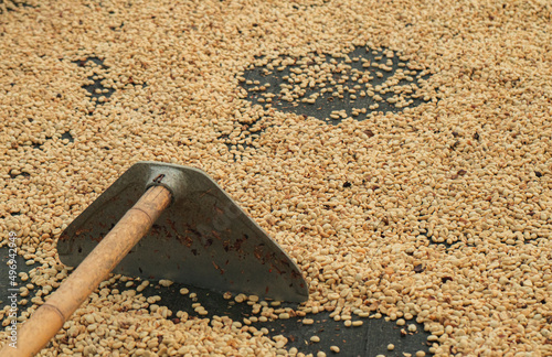 coffee process drying outside with rake