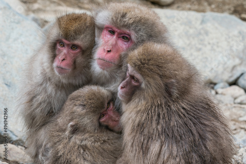 Obraz na plátně The Japanese macaque (Macaca fuscata)