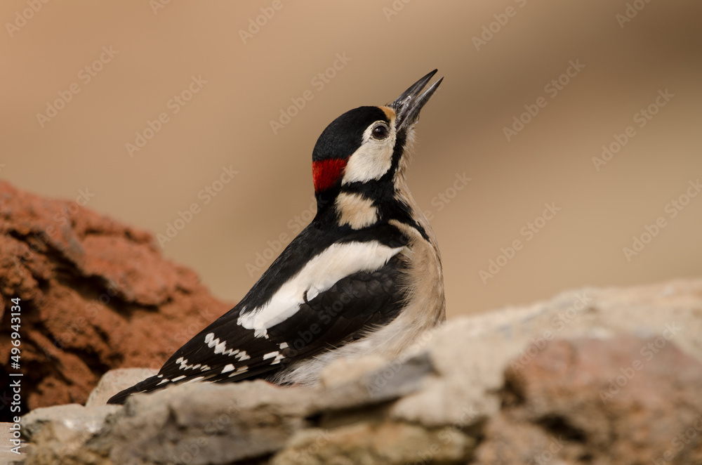 Obraz premium Great spotted woodpecker Dendrocopos major canariensis. Male drinking water. Las Lajas. Vilaflor. Tenerife. Canary Islands. Spain.