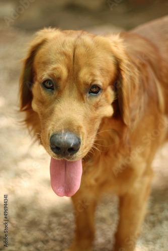 Handsome Golden Retriever