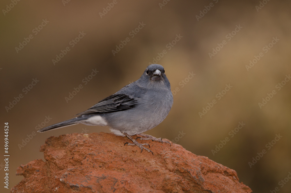 Tenerife blue chaffinch Fringilla teydea. Male. Las Lajas. Vilaflor. Corona Forestal Natural Park. Tenerife. Canary Islands. Spain. Tenerife blue chaffinch Fringilla teydea. Male. Las Lajas. Vilaflor. Corona Forestal Natural Park. Tenerife. Canary Islands. Spain.