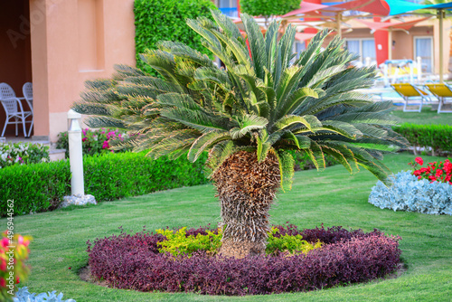 cycas revoluta plant