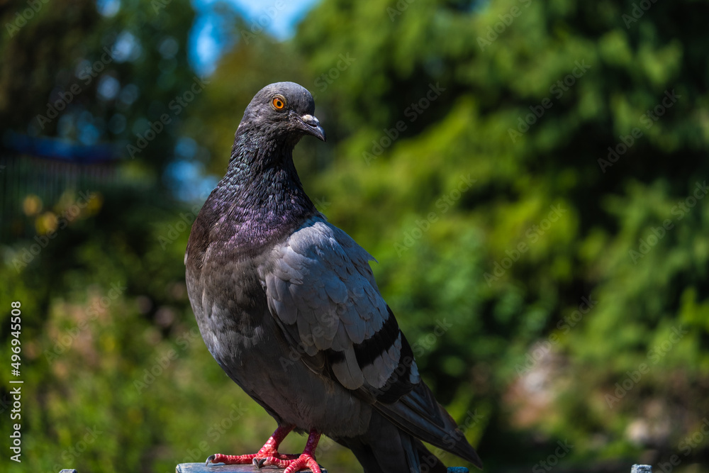 Close view of beautiful pigeon with forest in the background in Turin park Close view of beautiful pigeon with forest in the background in Turin park