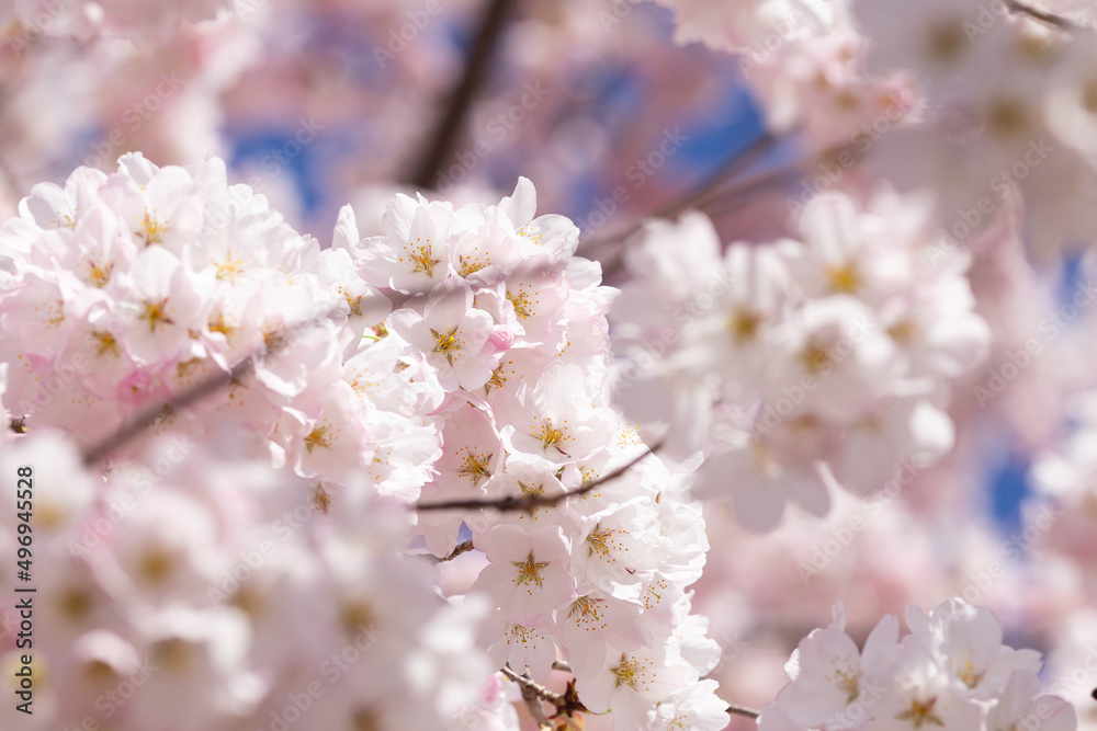 close up of cherry tree blossom