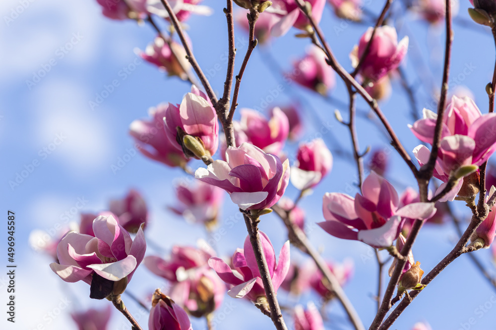 pink magnolia flowers