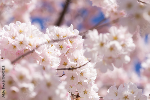 close up of cherry tree blossom