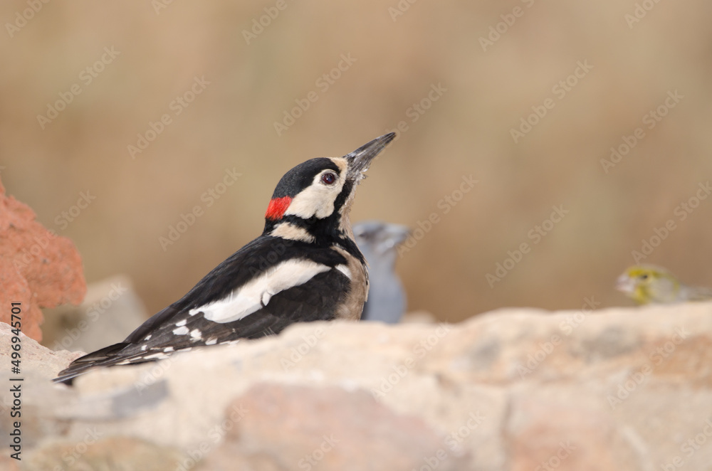 Obraz premium Male great spotted woodpecker Dendrocopos major canariensis drinking water, Tenerife blue chaffinch and canary. Tenerife. Canary Islands. Spain.