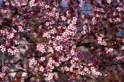 Wallpaper Mural pink cherry blossom in spring Torontodigital.ca