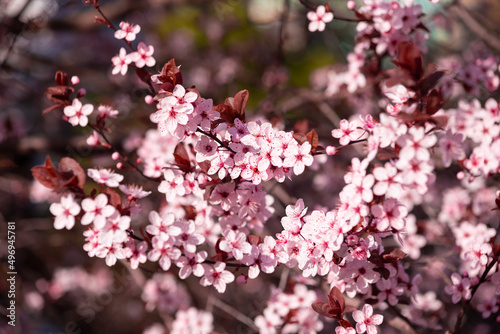 pink cherry blossom in spring