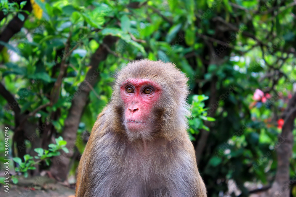 Portrait of a wild rhesus monkey in Nepal Portrait of a wild rhesus monkey in Nepal