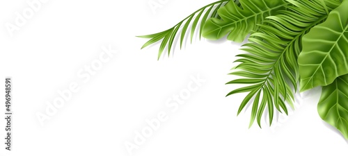 Tropical palm leaf isolated on white background. Realistic green summer plant. Vector illustration