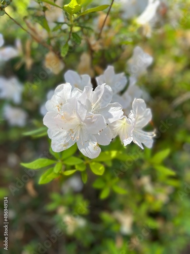 White azalea blooms