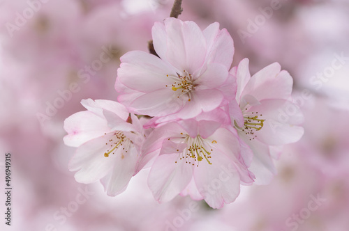 Pink Japanese cherry tree blossom Sakura macro