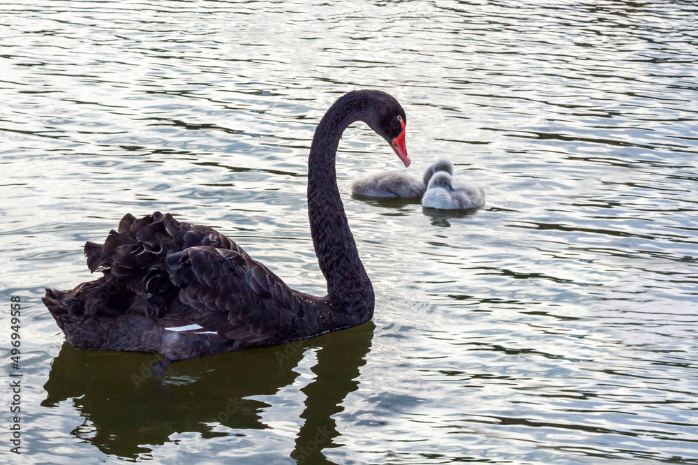 Obraz premium Black swans on the lake. An elegant swan bird