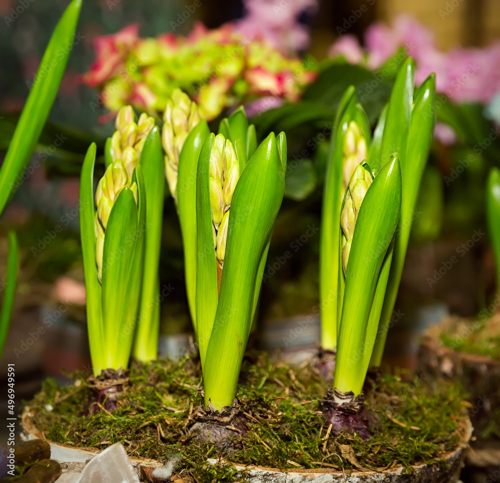 Hyacinth buds in a clay pot with delicate green petals Hyacinth buds in a clay pot with delicate green petals