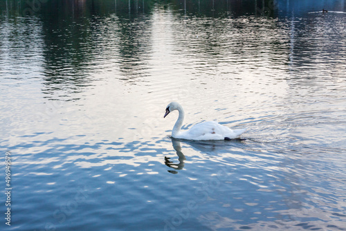 White swans on the lake. An elegant swan bird