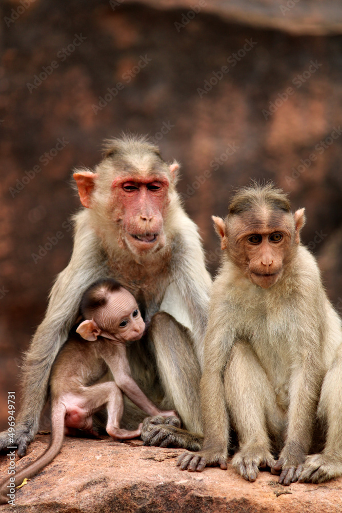 Bonnet macaque with baby. Monkeys in Badami Fort. Bonnet macaque with baby. Monkeys in Badami Fort.