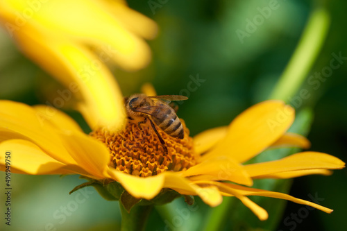 Bee on flower collecting nectar. Honey bee on yellow diasy
