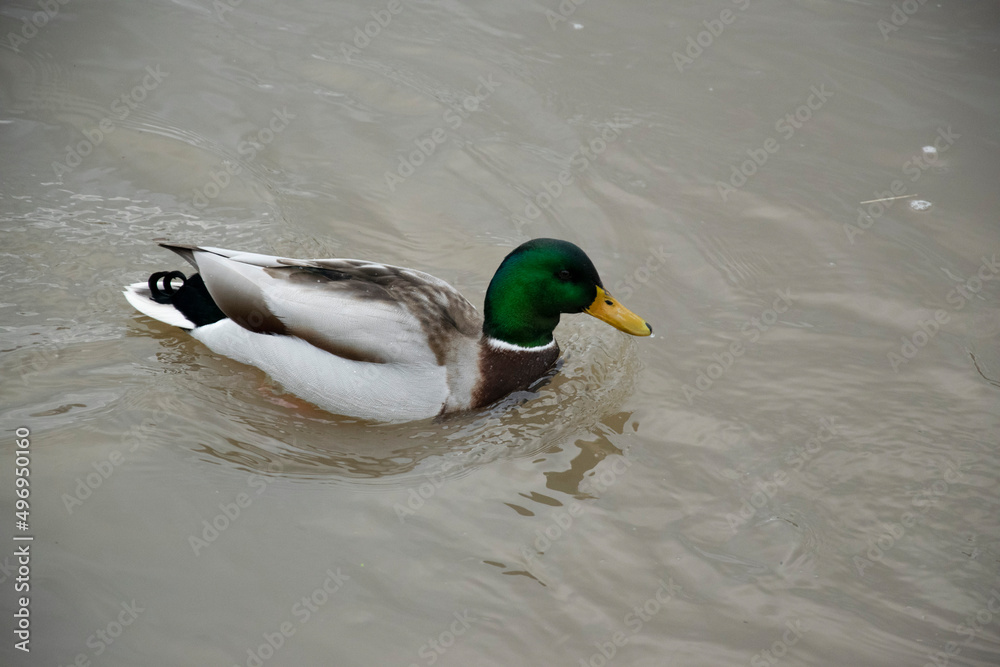 duck on the water duck on the water