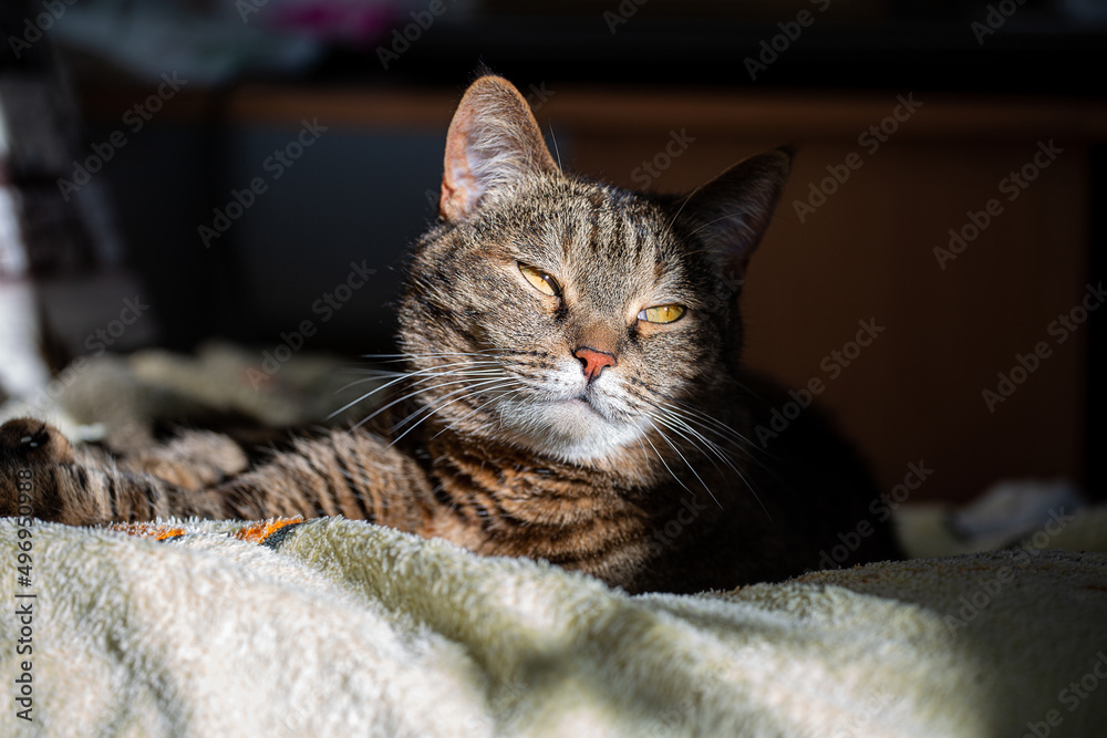 a gray tabby cat with yellow eyes lies in a sunbeam and looks into the distance, close-up