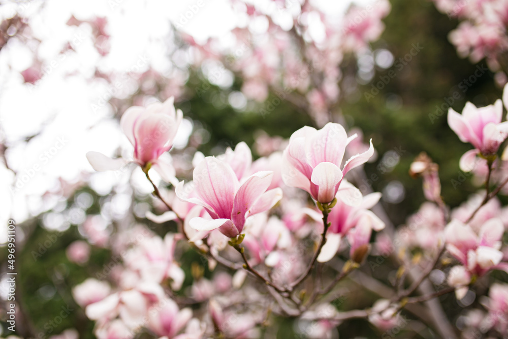 Close Up of Magnolia Flowers. Perfect Spring Concept Background