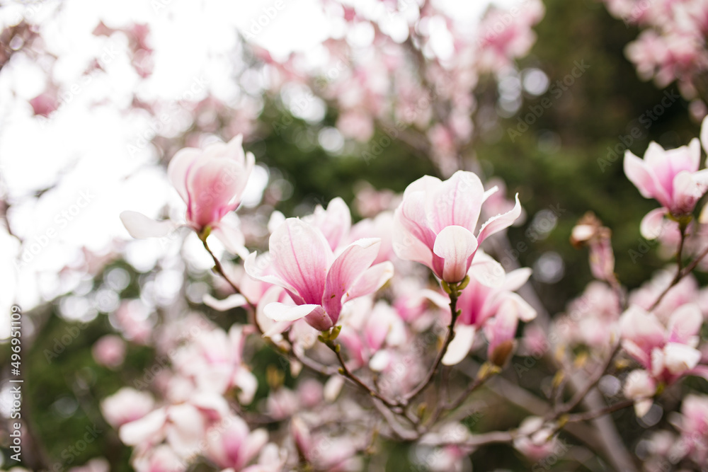 Close Up of Magnolia Flowers. Perfect Spring Concept Background Close Up of Magnolia Flowers. Perfect Spring Concept Background